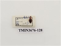 藏品(步行蟲(2))的圖片